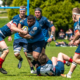A male Rugby player runs with the ball through two tackles during a match